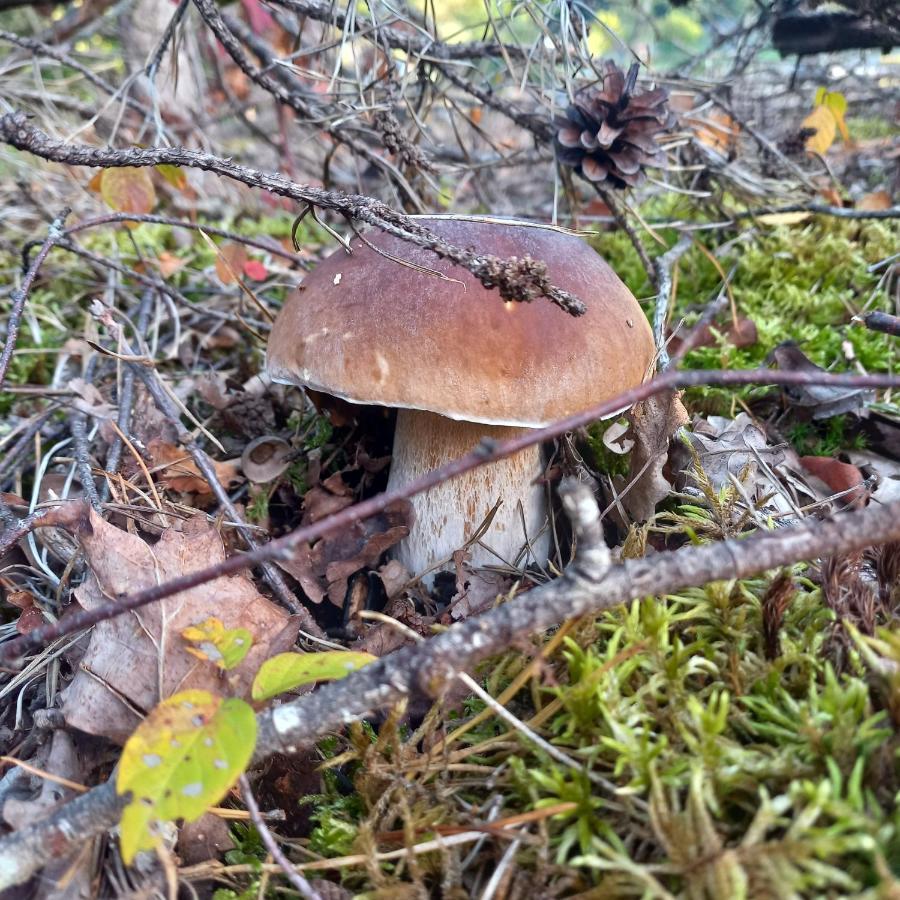 Ma Cabane Au Bord Du Lac Neuvic  Екстериор снимка